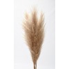 PAMPAS GRASS 45" (23-27" head) Natural